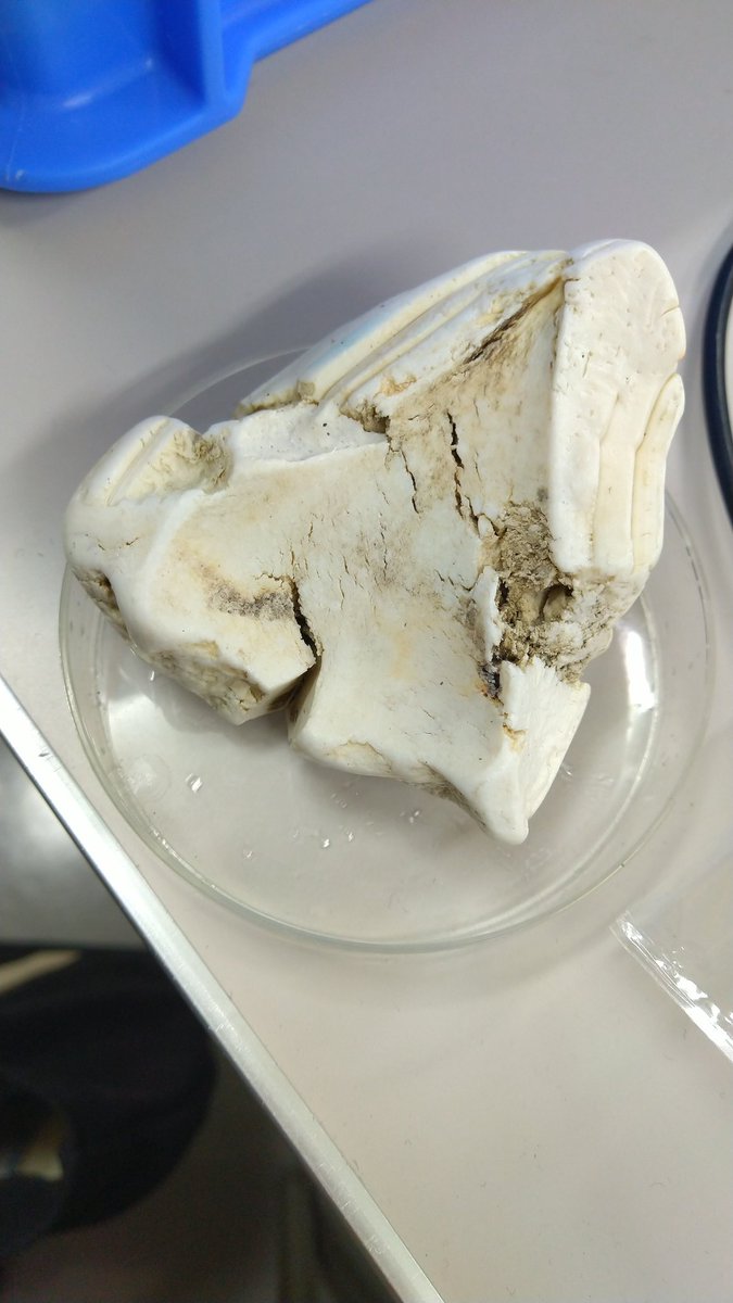  海岸で拾ったものらしく、塩酸に反応しなかったんだけど… 