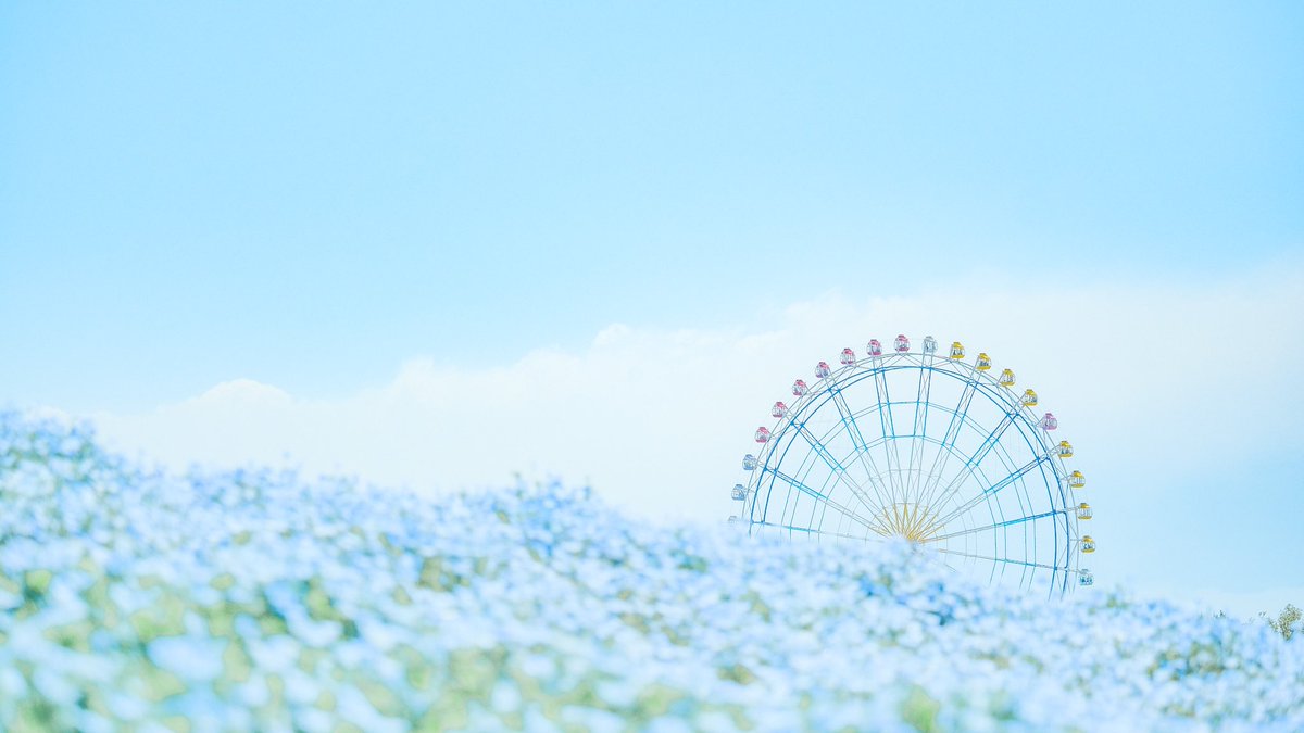 全部夢だったかもしれない、花の海。 