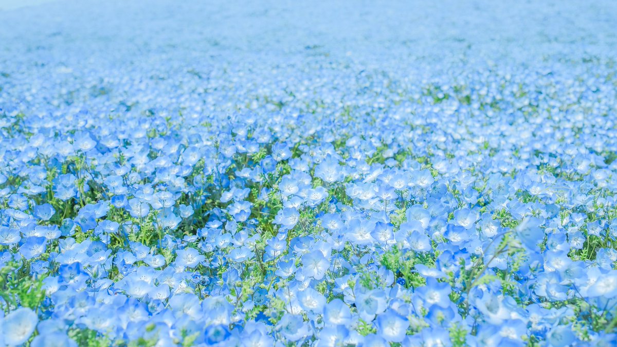 全部夢だったかもしれない、花の海。 