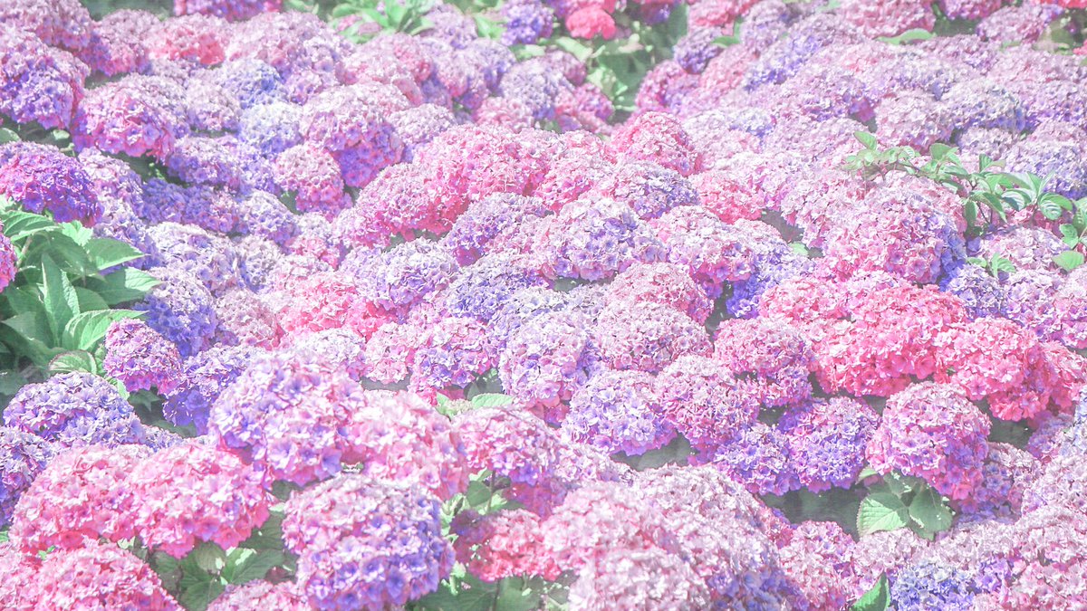 全部夢だったかもしれない、花の海。 