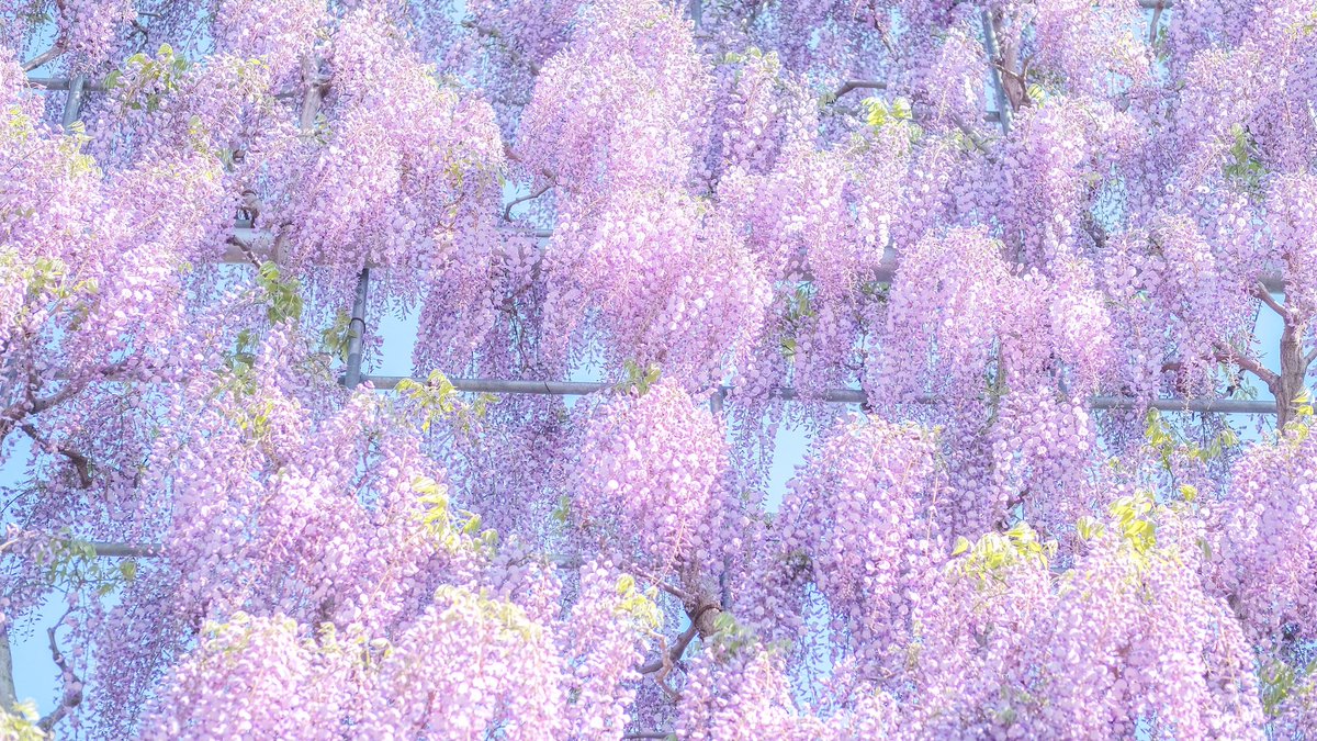 花言葉は、「恋に酔う」。 気品のある紫にうっとりする季節。 