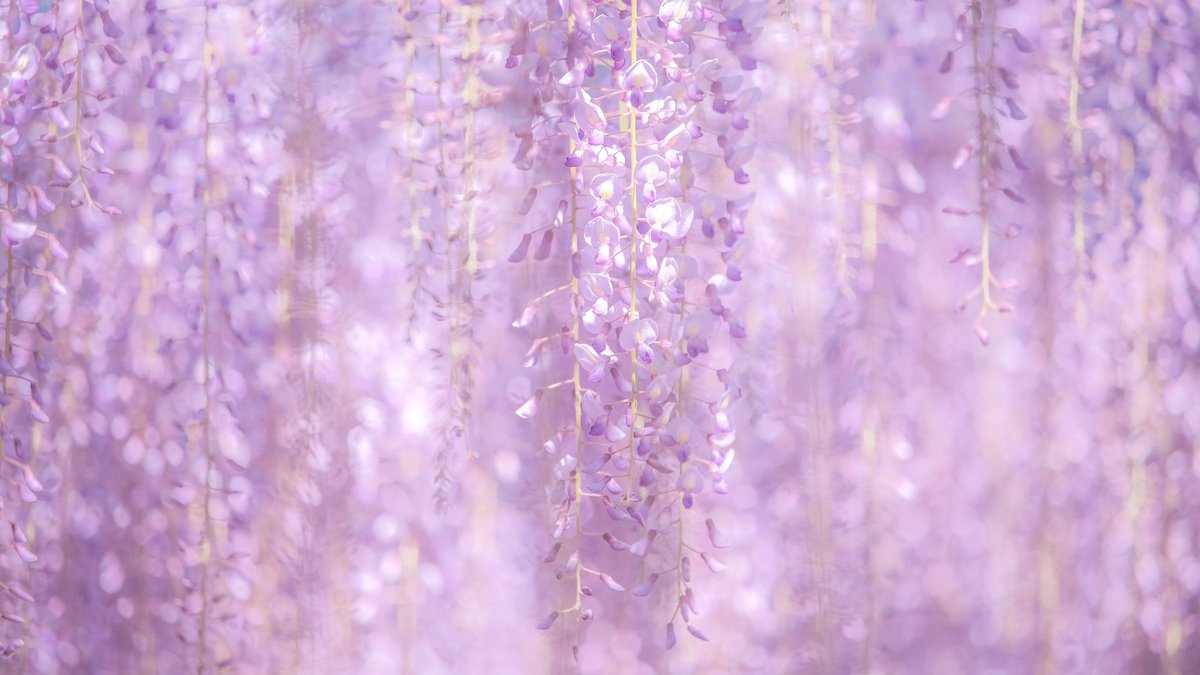 花言葉は、「恋に酔う」。 気品のある紫にうっとりする季節。 