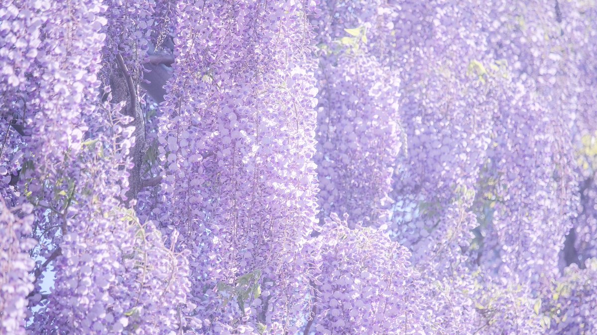 花言葉は、「恋に酔う」。 気品のある紫にうっとりする季節。