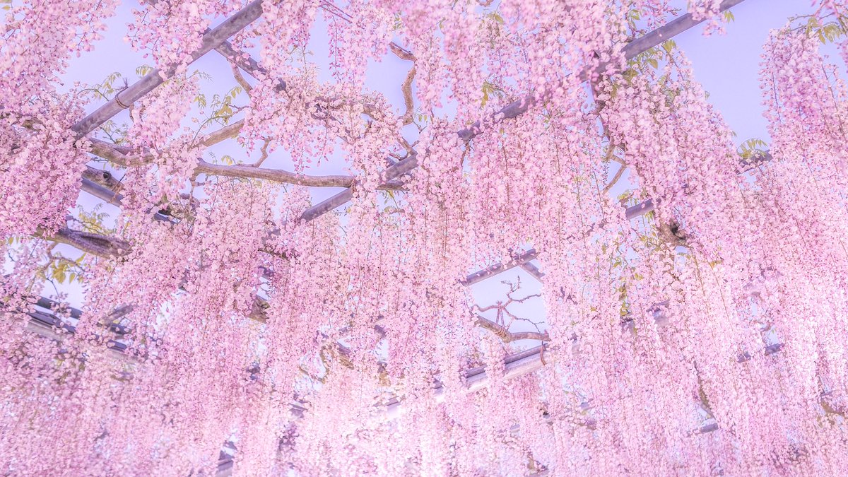 花言葉は、「恋に酔う」。 気品のある紫にうっとりする季節。 