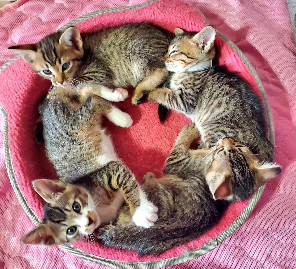 今からこの猫ドーナツの中央に顔を埋めるという、まるで百合の間に割って入るおじさんぐらい罪深いことをします 