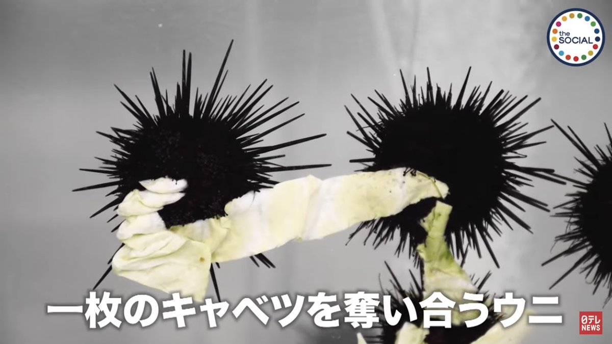 ウニが可愛すぎて萌えた。 
