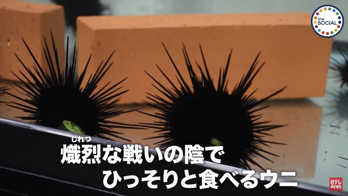 ウニが可愛すぎて萌えた。 