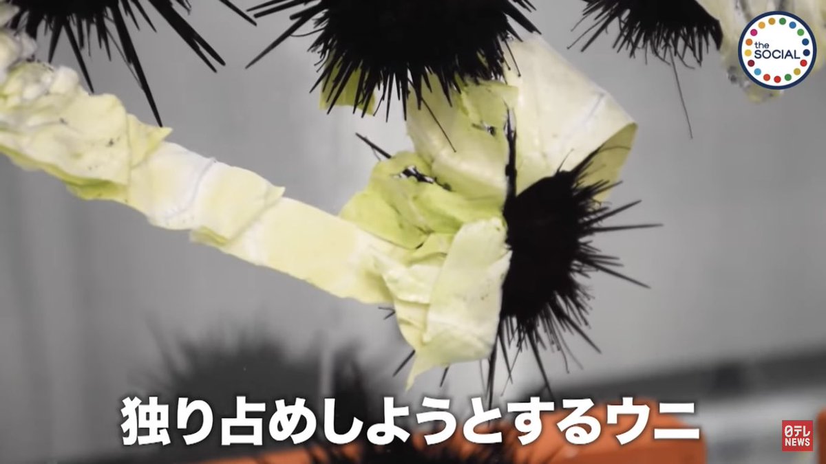 ウニが可愛すぎて萌えた。 