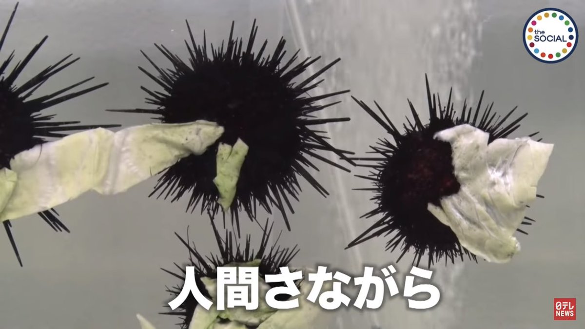 ウニが可愛すぎて萌えた。 