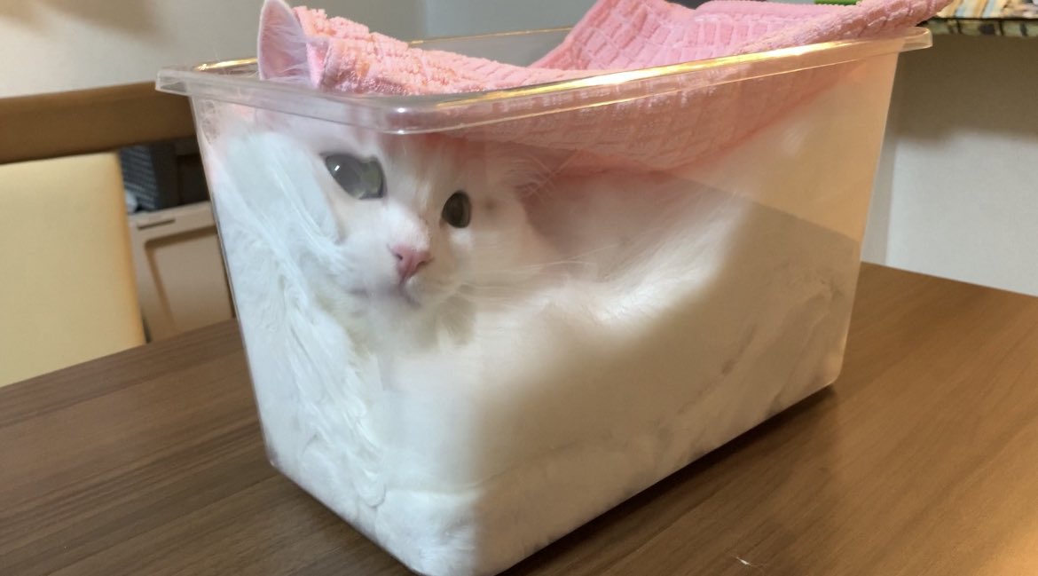 しっかりとフタをして発酵させてます🍞  #猫 #マンチカン #雪之丞 #cat 