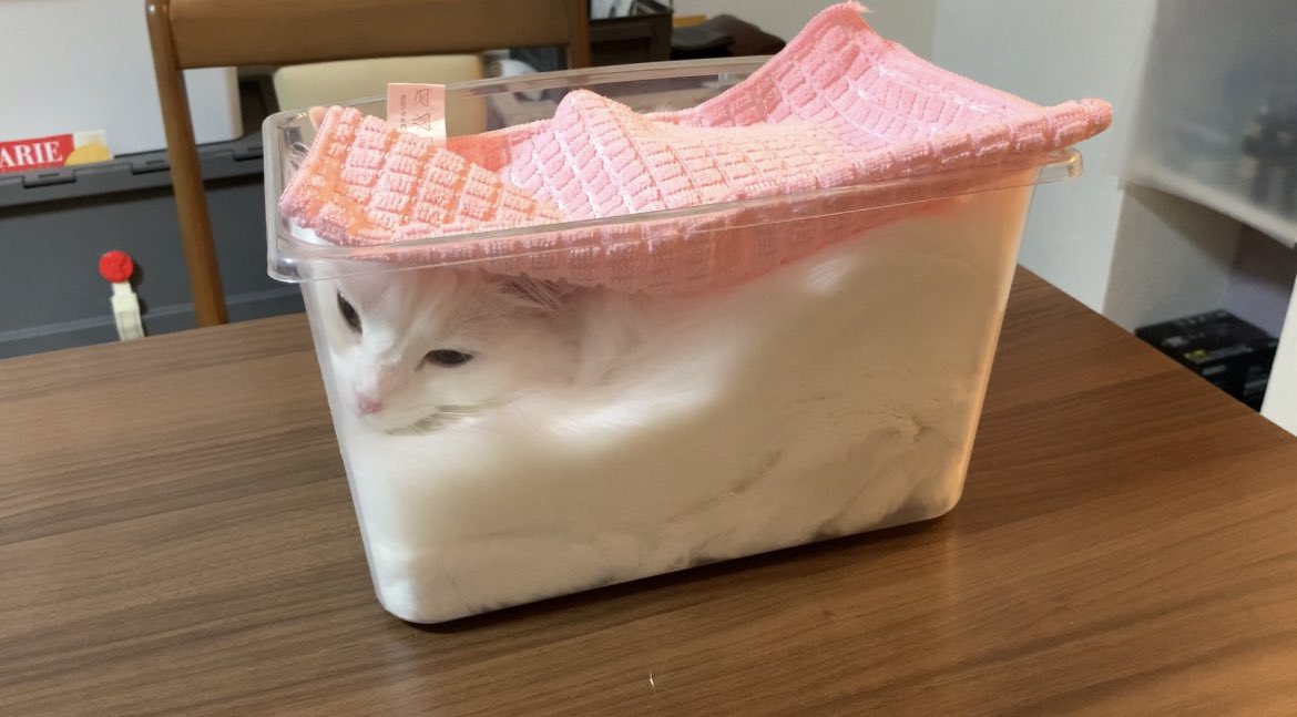 しっかりとフタをして発酵させてます🍞  #猫 #マンチカン #雪之丞 #cat 