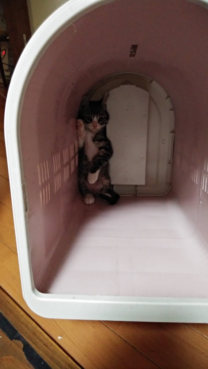 💦と思ってキャリーを覗いたら、奥にへばりついてた