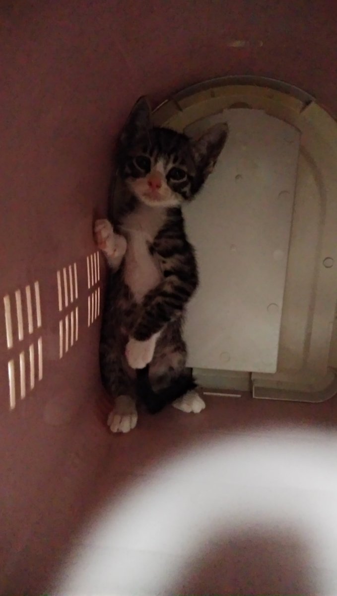 💦と思ってキャリーを覗いたら、奥にへばりついてた