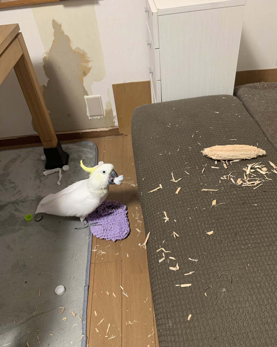 生き物を飼うということがこの1枚に詰まってる 