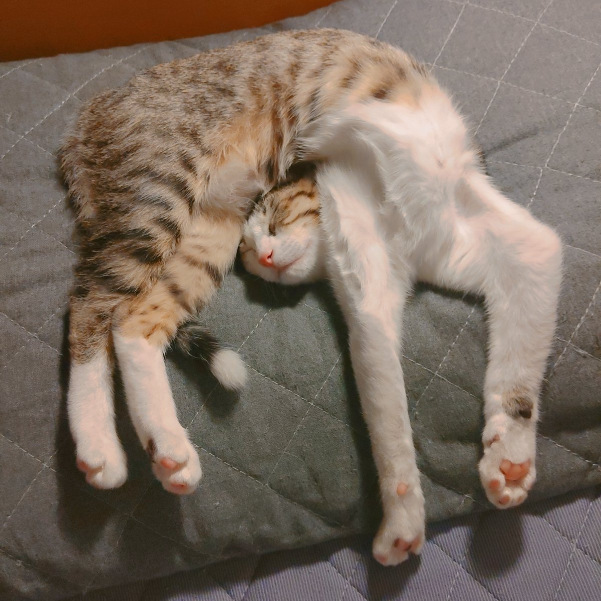 鹿児島になって寝るな 