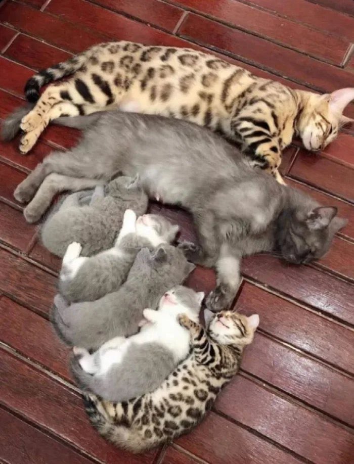 遺伝を説明する先生の皆様方、この一枚をどうぞ 