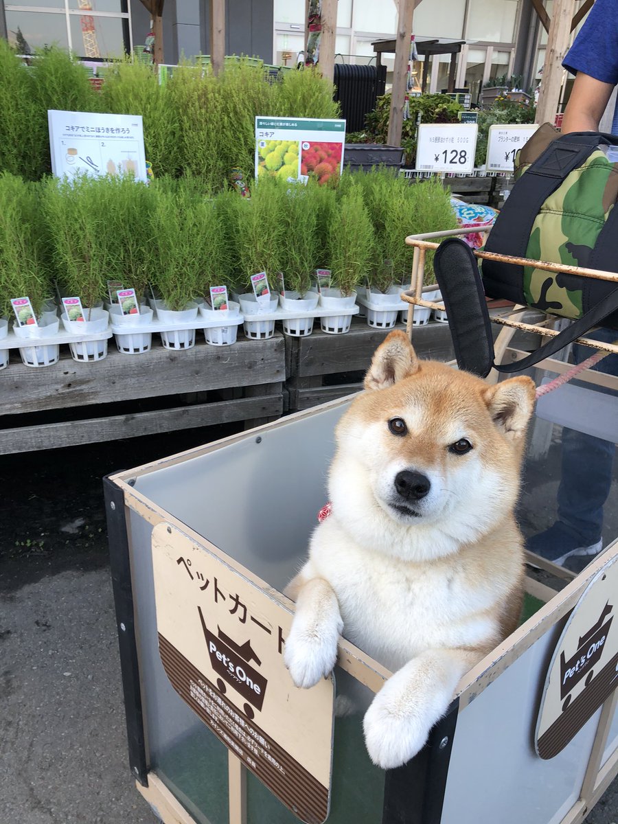カートに乗って、おやつ買って♪ だけどその概念が崩れました