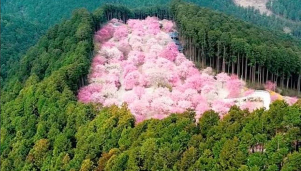 💮奈良県平群町の  →天空の桃源郷←です🤗  一度、見る価値はあります😉 
