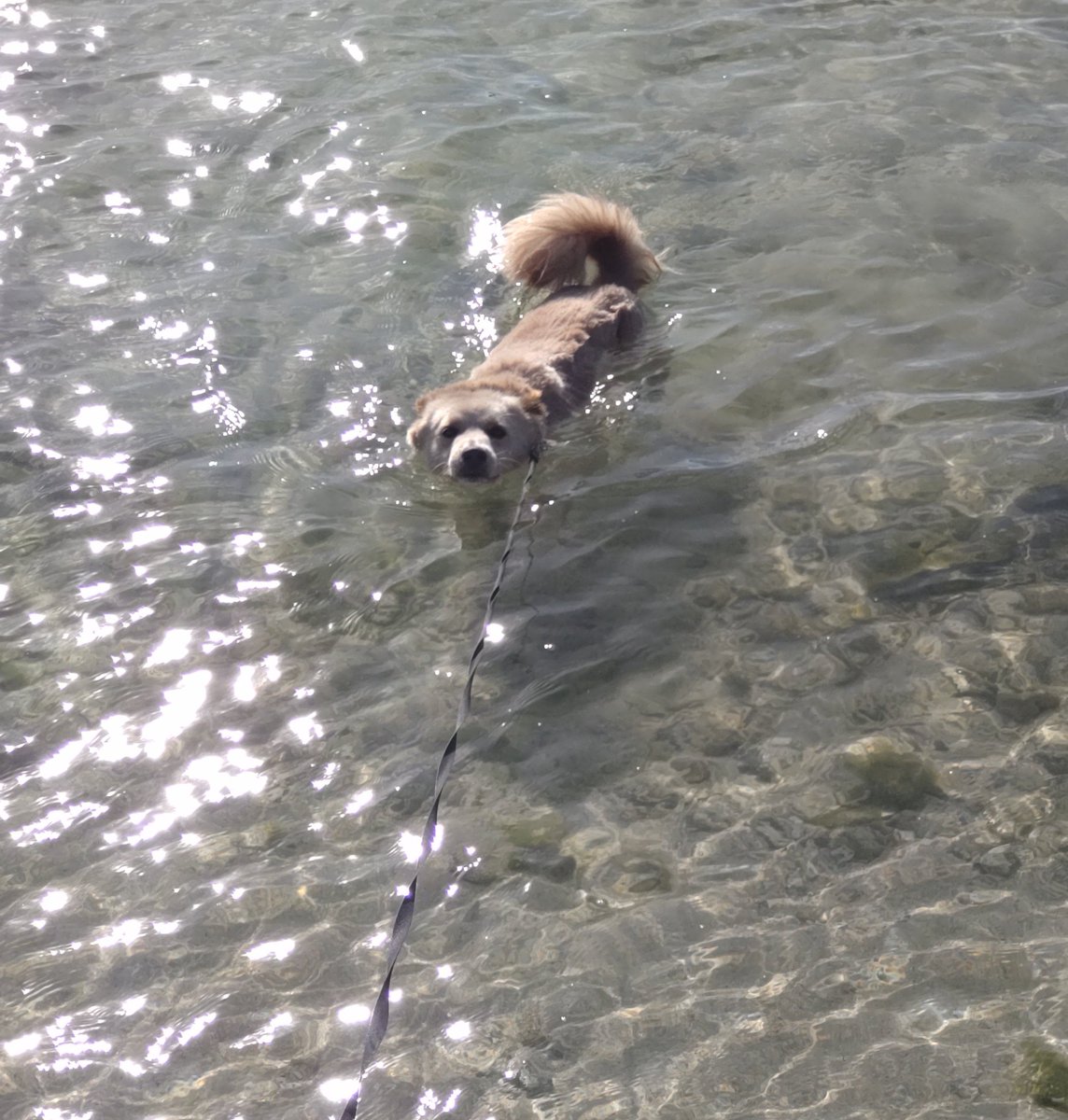 梅雨明けしてからほぼ毎朝これ 