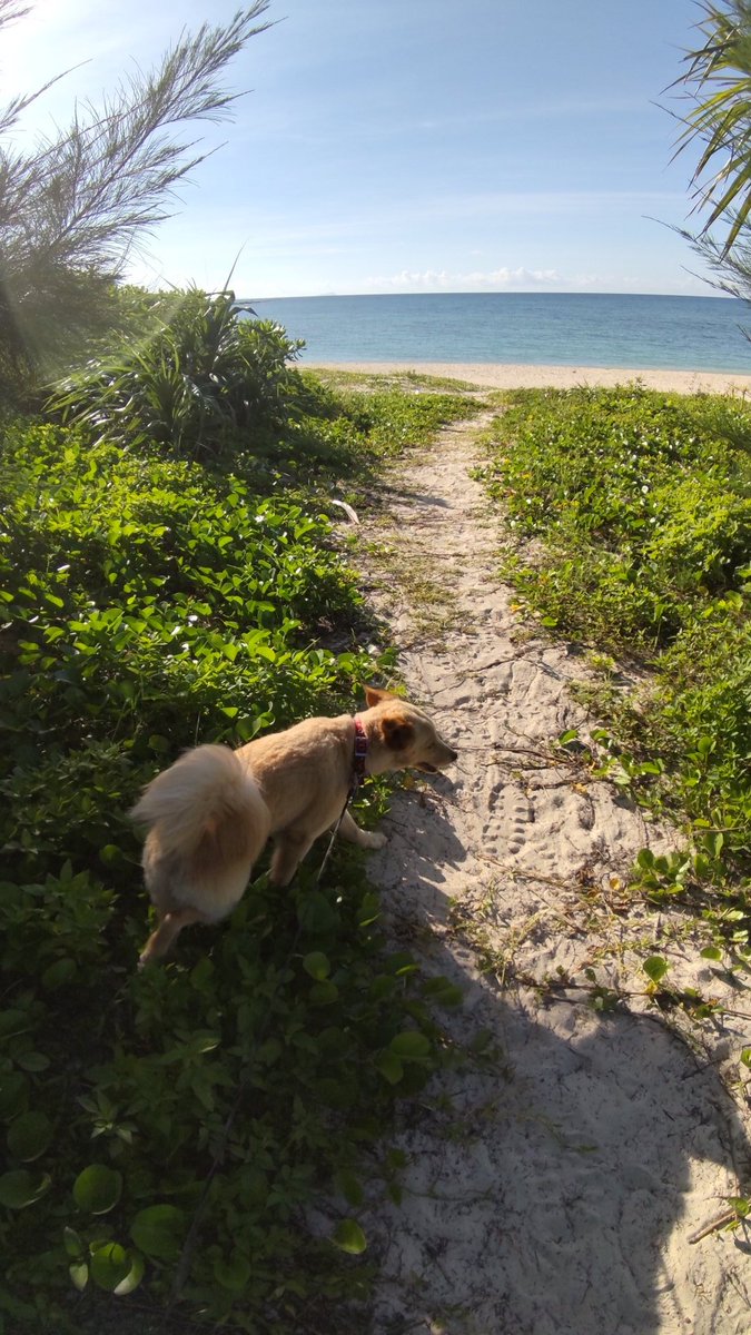 梅雨明けしてからほぼ毎朝これ 