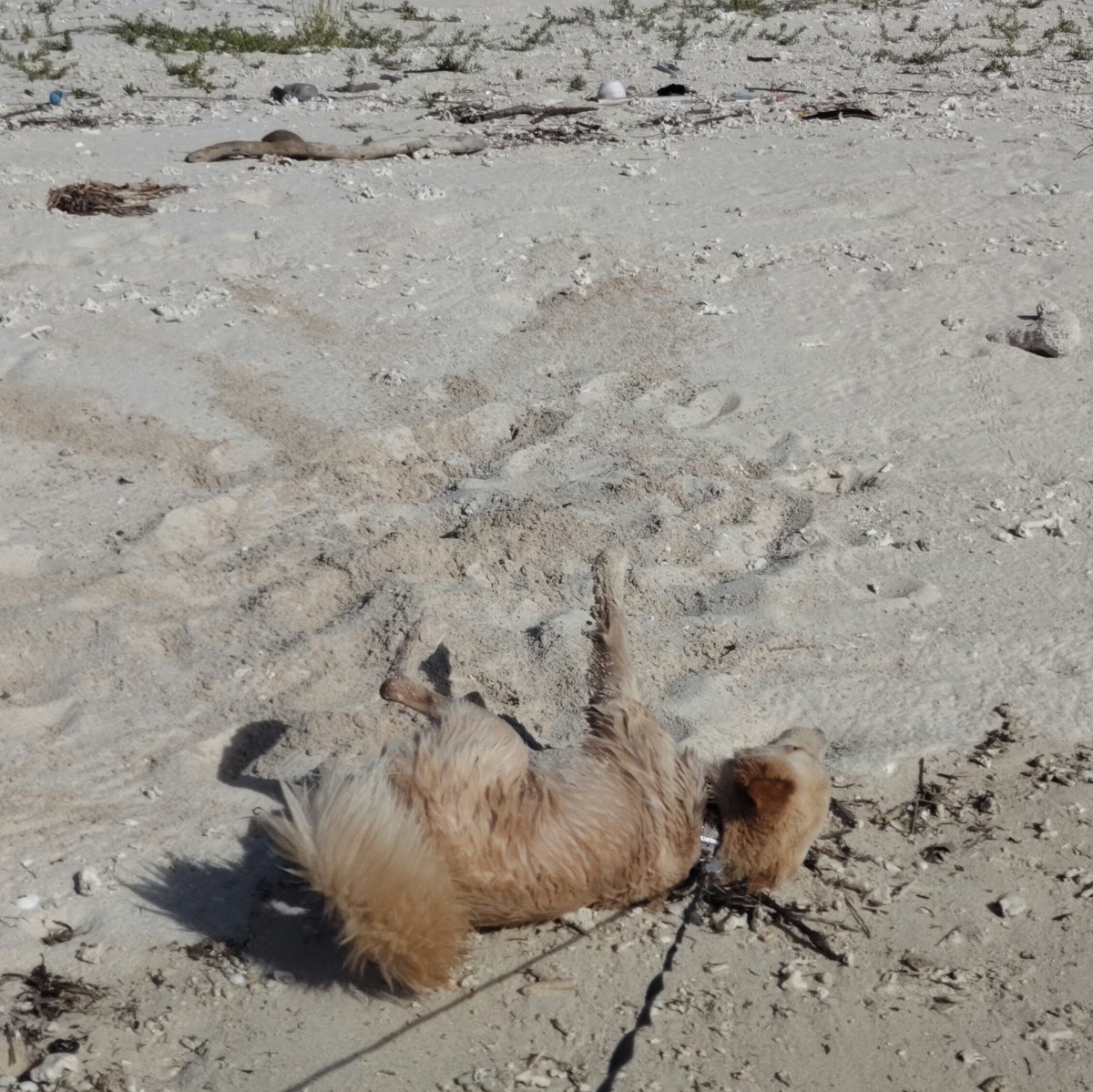 梅雨明けしてからほぼ毎朝これ 