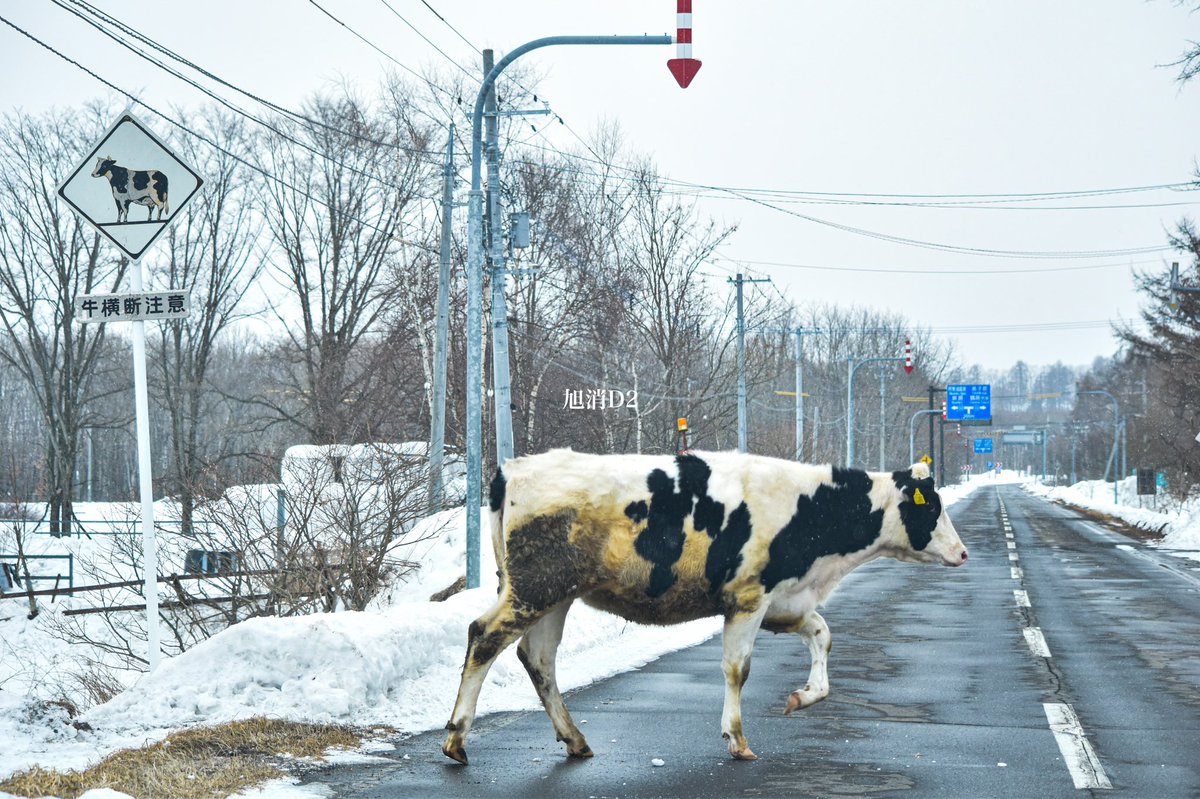 北海道の道路は何が出てくるかわからないので、安全運転をよろしくお願いします笑