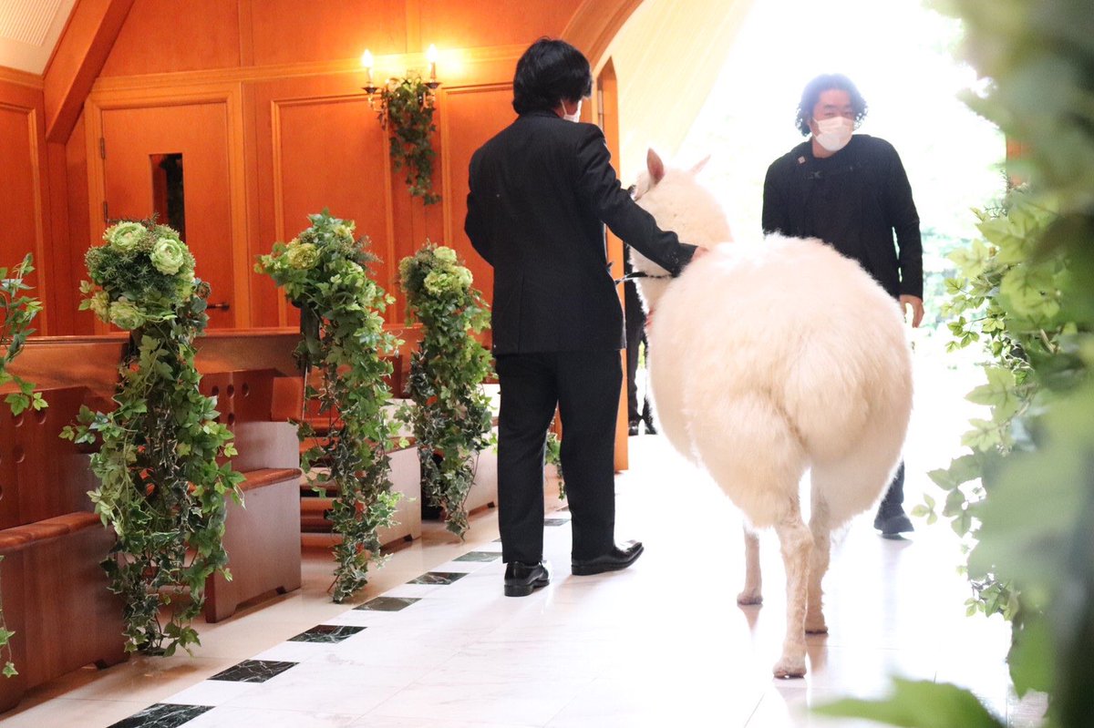 式場の決め手はアルパカが指輪を運んできてくれるリングパカがいることだったのだけど、リングを渡す前にアルパカが帰ろうとするところも込みで最高に可愛かった🦙 お願いしたモルカーケーキも可愛くて大満足🎂 シロモ、、可愛いねシロモ、、 