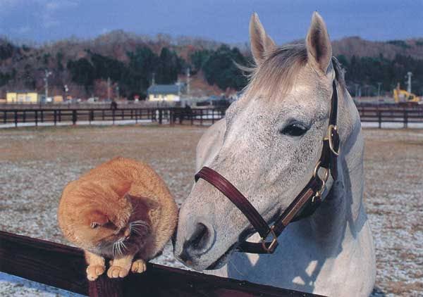 オグリキャップがネコと戯れてる写真めっちゃ好き 