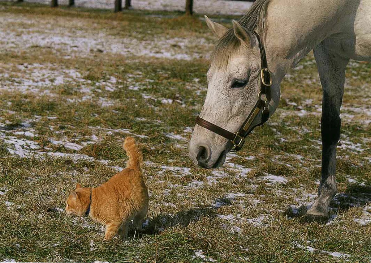 オグリキャップがネコと戯れてる写真めっちゃ好き