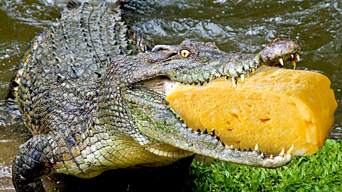 だし巻き卵の写真のどこかに、こっそりアリゲーターが写り込んでいます