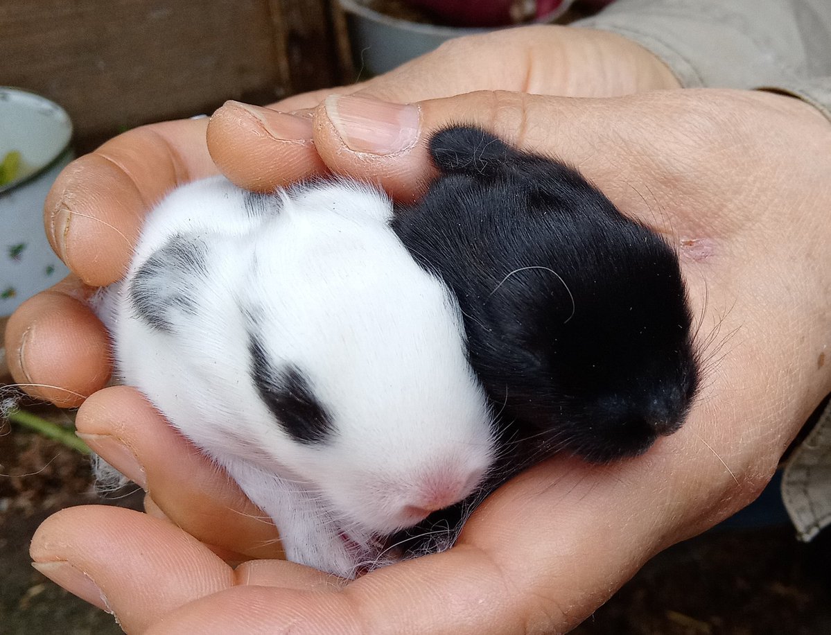 (産まれました)