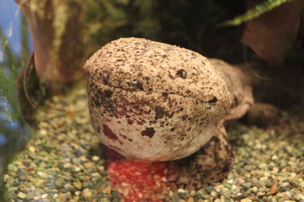 オオサンショウウオの口の中です🥱 #オオサンショウウオ  #志摩マリンランド 