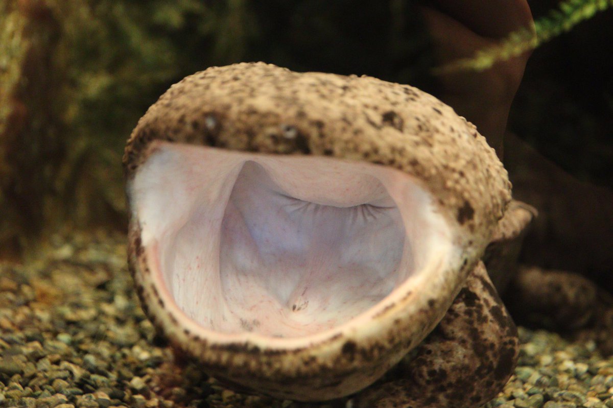 オオサンショウウオの口の中です🥱 #オオサンショウウオ  #志摩マリンランド 