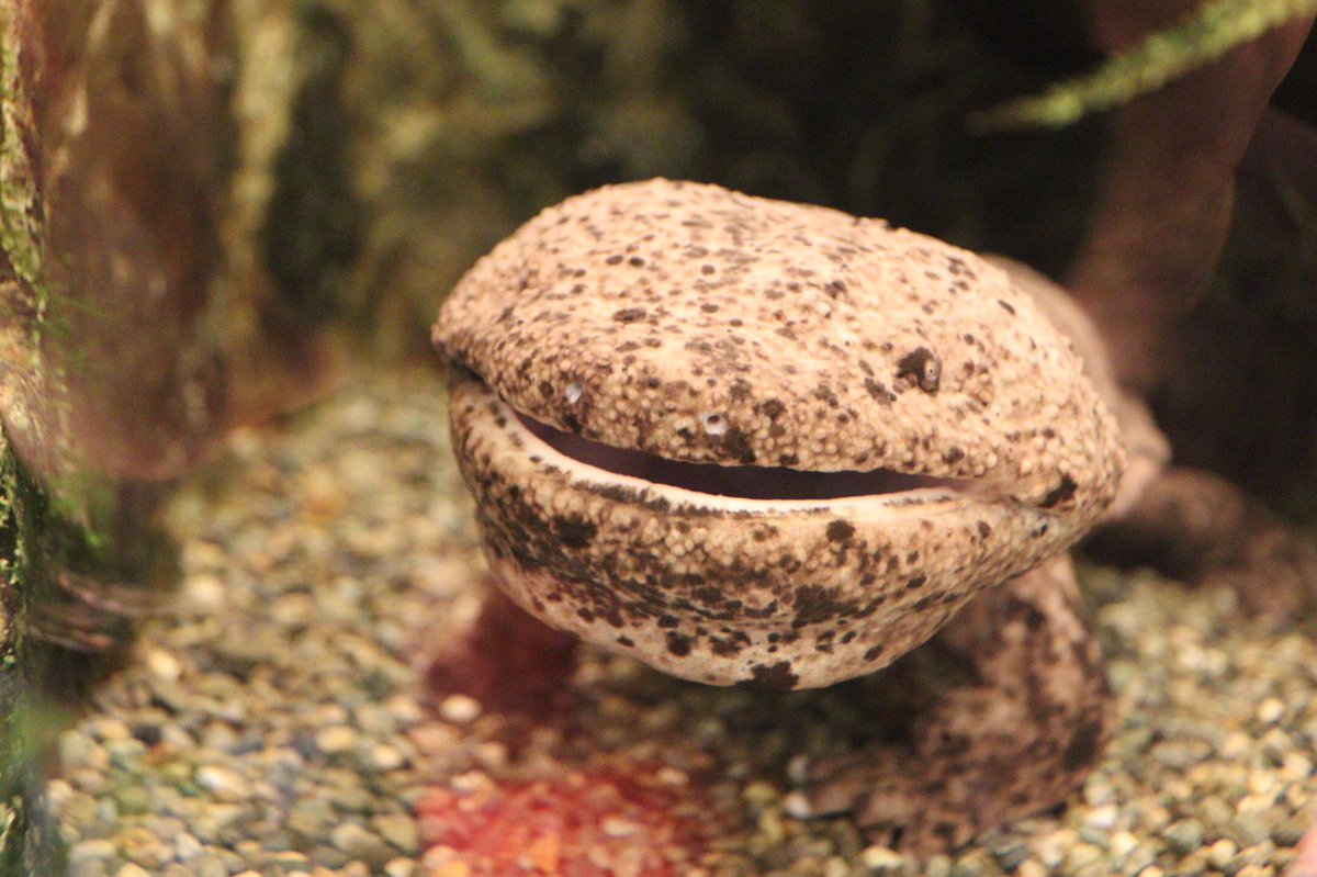 オオサンショウウオの口の中です🥱 #オオサンショウウオ  #志摩マリンランド 