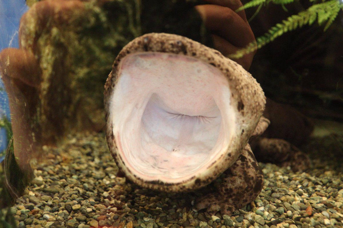 オオサンショウウオの口の中です🥱 #オオサンショウウオ  #志摩マリンランド 