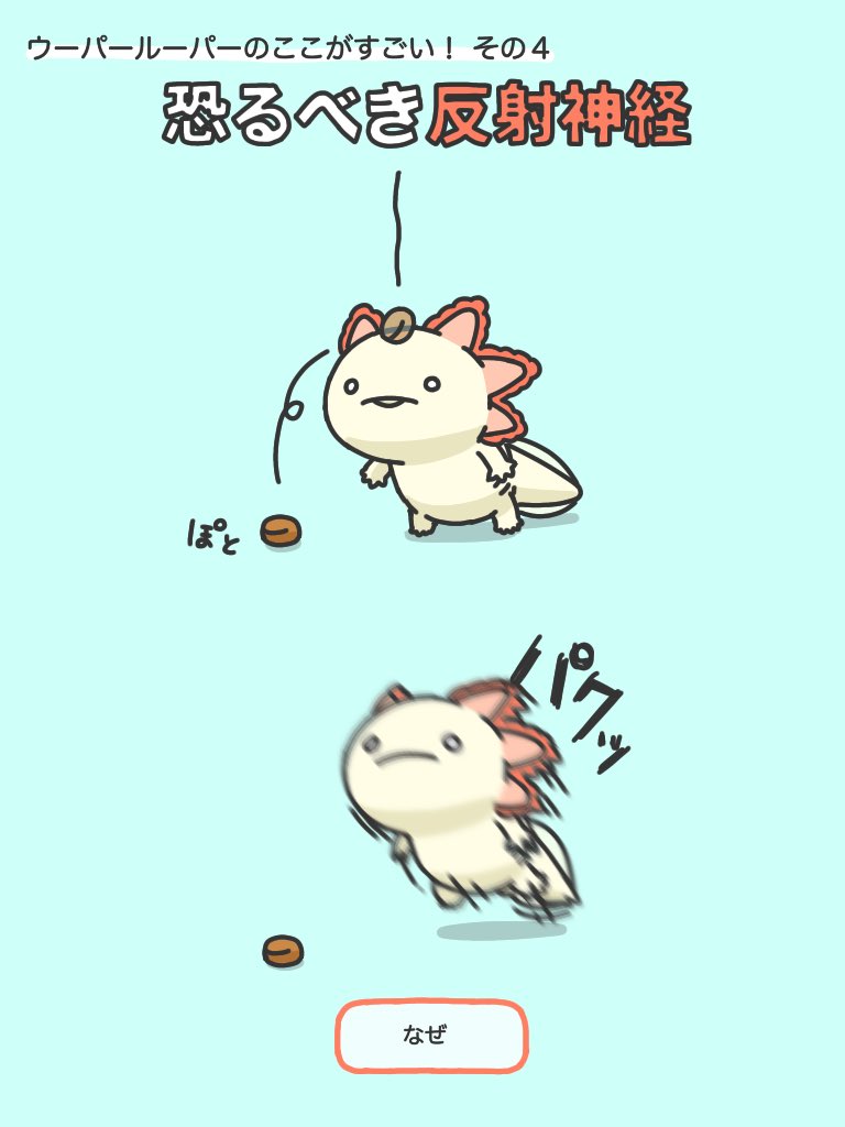 ウーパールーパーのすごいところをまとめてみました