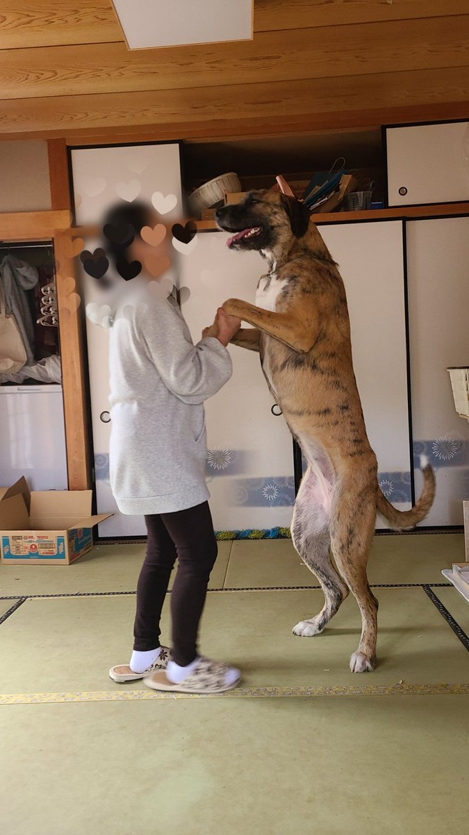 1歳になったりっちゃん（55kg）のサイズ感を確認しておきましょう