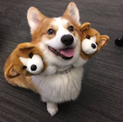 ケルベロスのコスプレ最高じゃん、うちのイヌにも着せたい👴🏻 