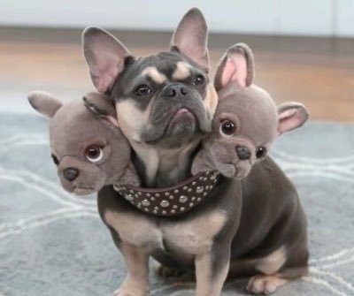 ケルベロスのコスプレ最高じゃん、うちのイヌにも着せたい👴🏻 