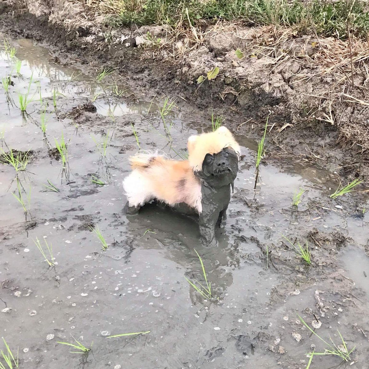 あった どろんこポメラニアンシリーズ 