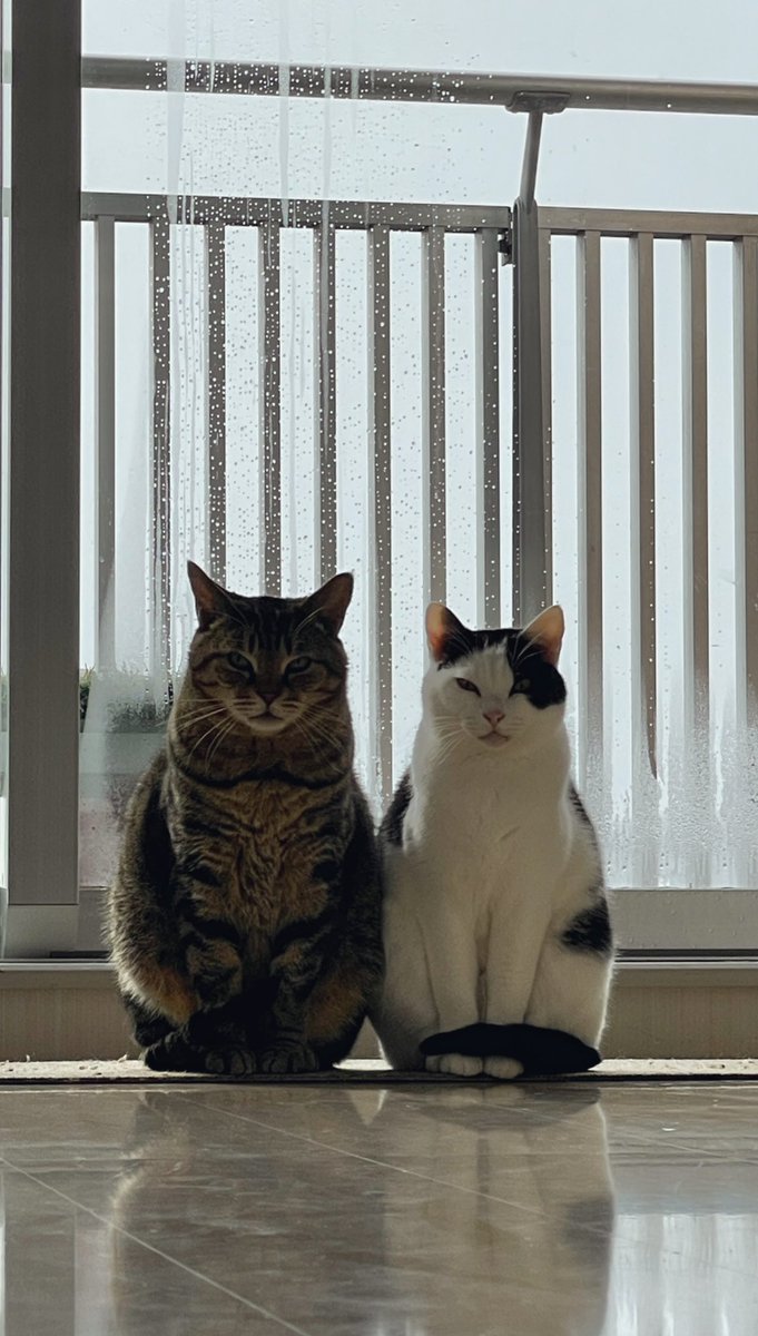 窓見たら美しすぎて泣けてきた 