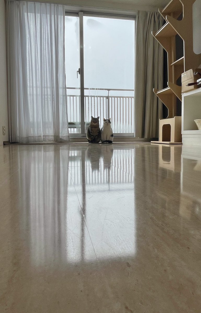 窓見たら美しすぎて泣けてきた 