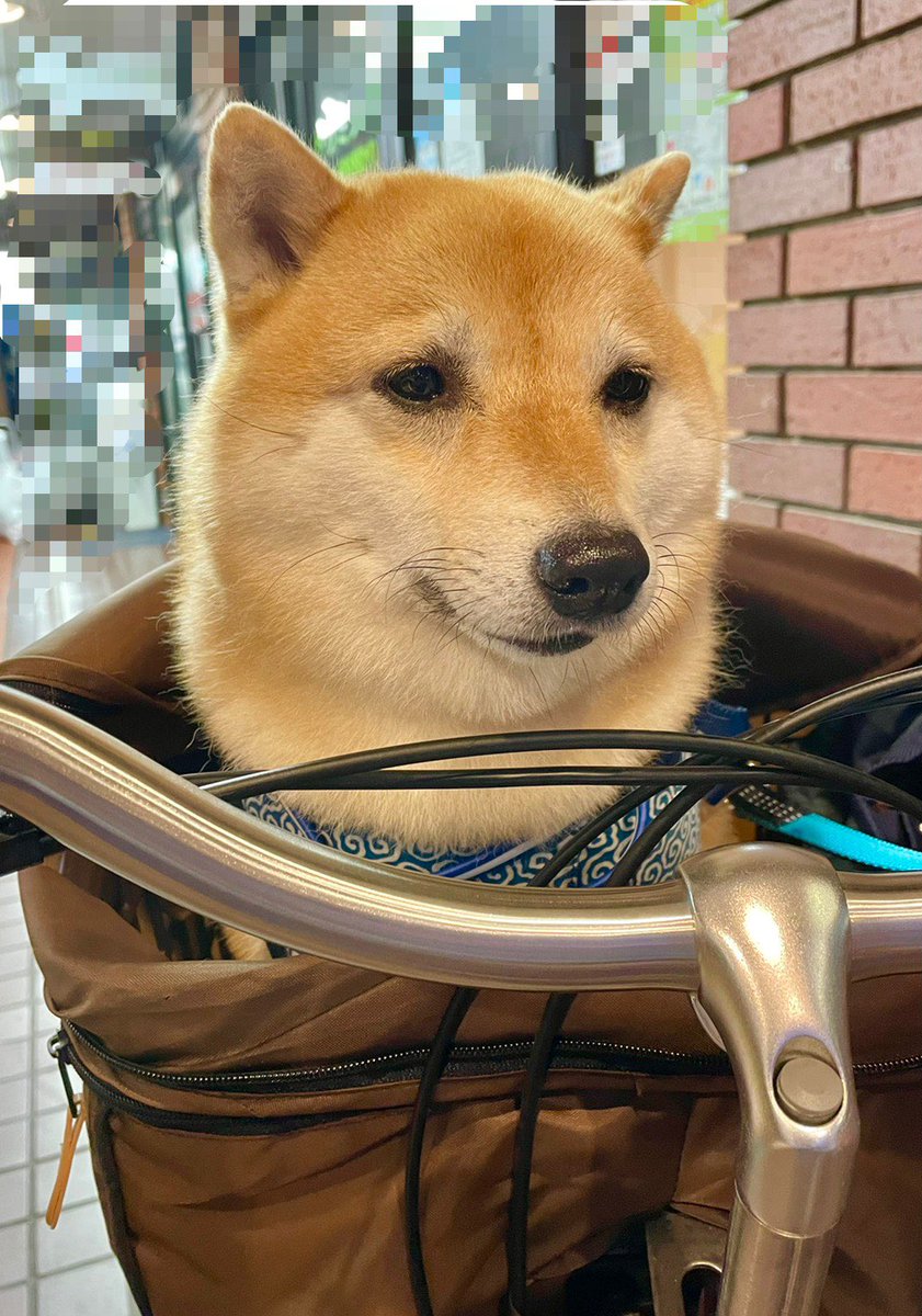 いつものサイクリングだと思っていたのに、洗われたり 絞られたり お爪ぱっちんされたりして、帰るところです