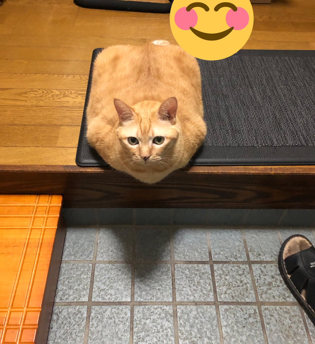 玄関を開けたら、四角いネコチャンがあった 