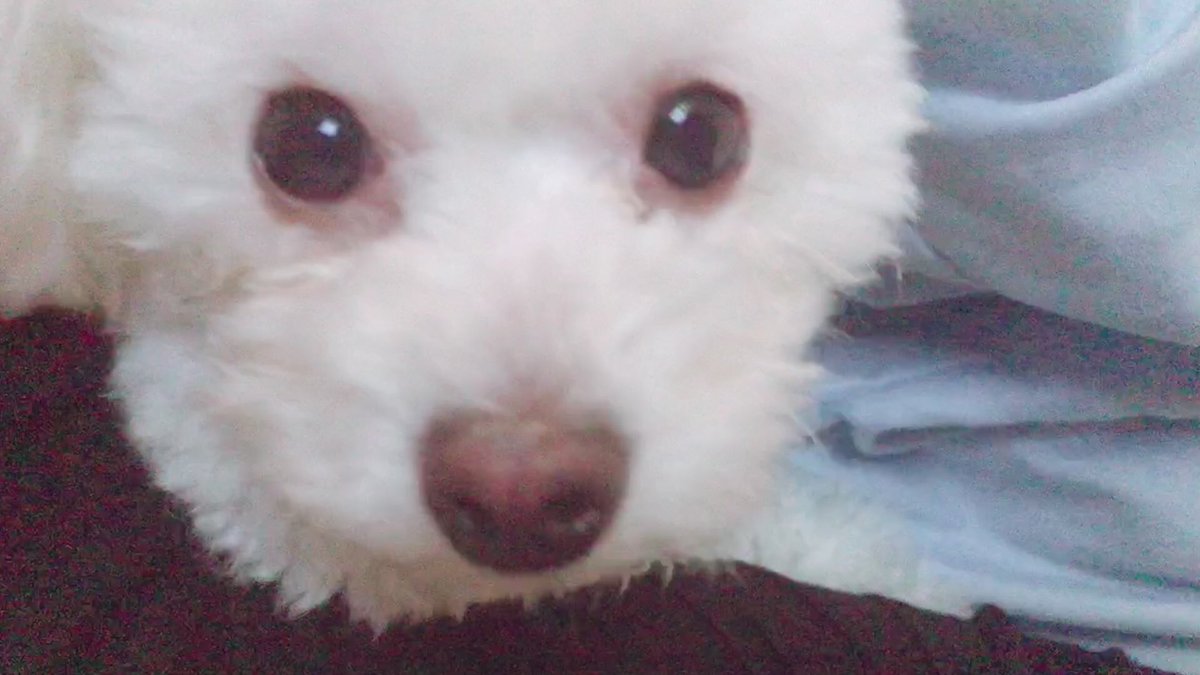 うちの子が世界一かわいい件について【ころん】すとぷり   こんなん可愛すぎだろお