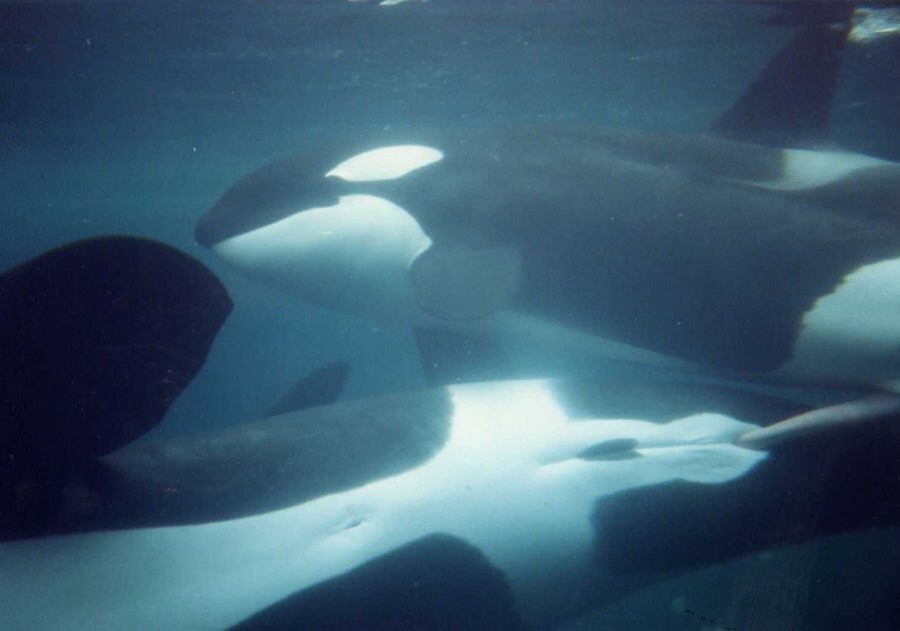   シャチに至ってはヤりたい盛りの若い個体を 年上のおじシャチが優しくリードしてアナルで受けます