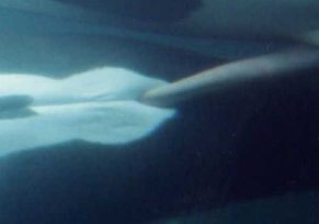   シャチに至ってはヤりたい盛りの若い個体を 年上のおじシャチが優しくリードしてアナルで受けます