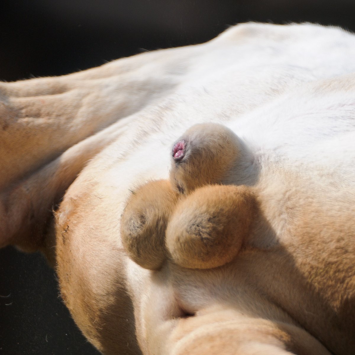 Q：どうしてオスのライオンは身内からキンタマ狙われるんですか A：思わず狙いたく形状しているので仕方ないと思います 