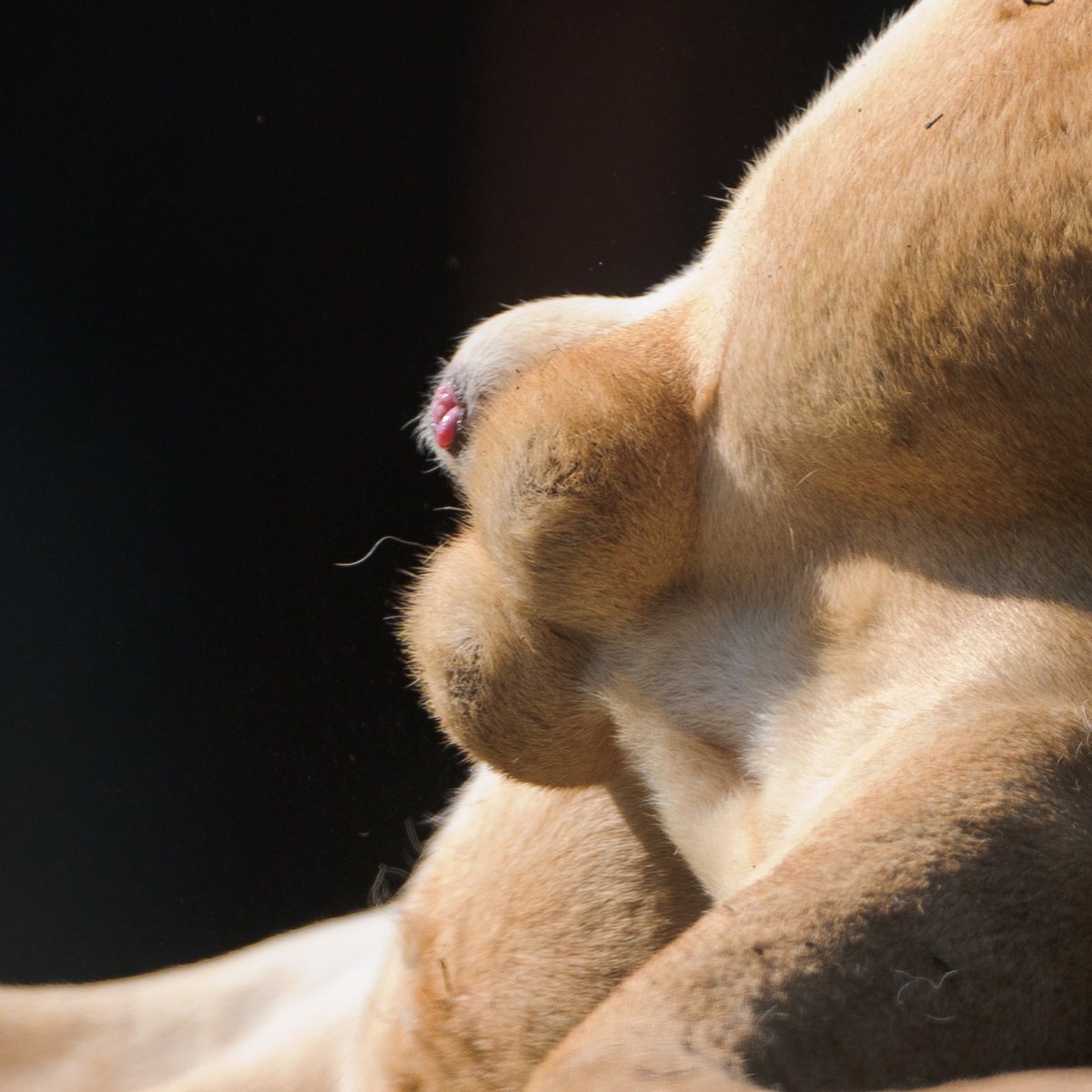 Q：どうしてオスのライオンは身内からキンタマ狙われるんですか A：思わず狙いたく形状しているので仕方ないと思います 