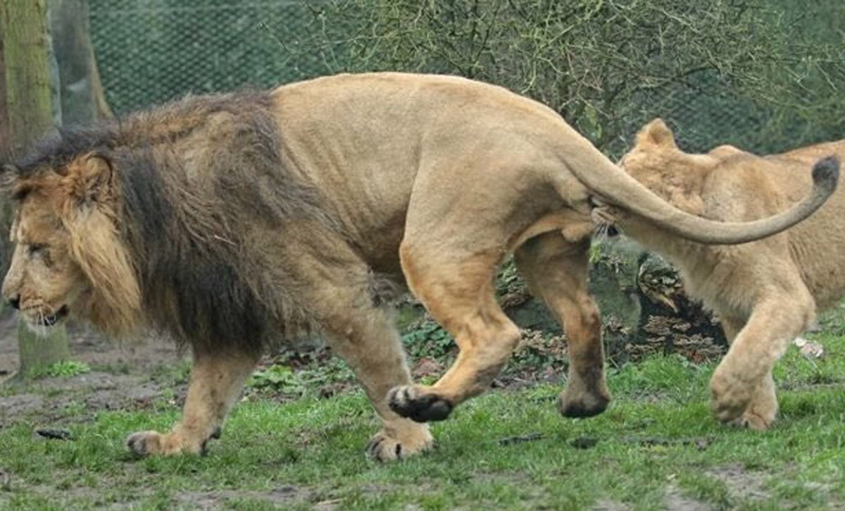 Q：コロナが蔓延してるのでどうでもいい話してくれ A：オスのライオンは身内からキンタマをやられ続けます 